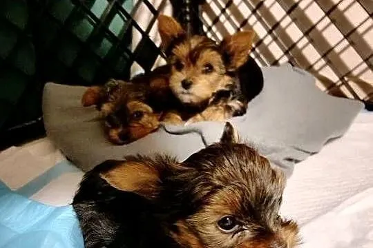 Yorkshire terrier