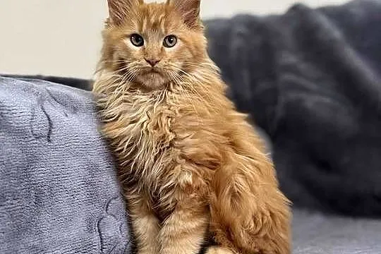 Maine Coon Rudy