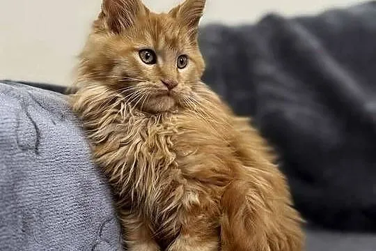Maine Coon Rudy, Świętokrzyskie, Daleszyce