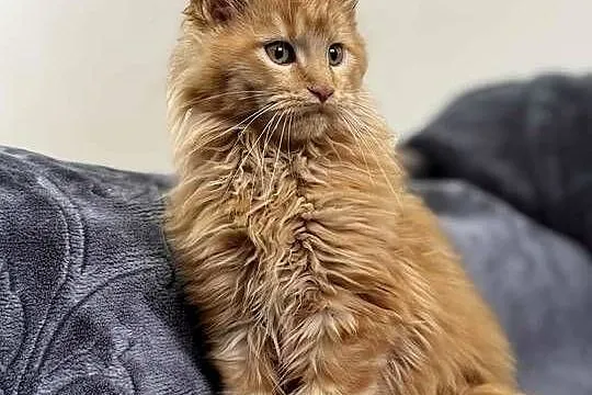 Maine Coon Rudy, Świętokrzyskie, Daleszyce