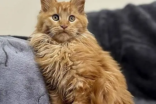 Maine Coon Rudy, Świętokrzyskie, Daleszyce
