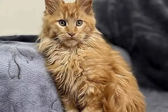 Maine Coon Rudy, Świętokrzyskie, Daleszyce
