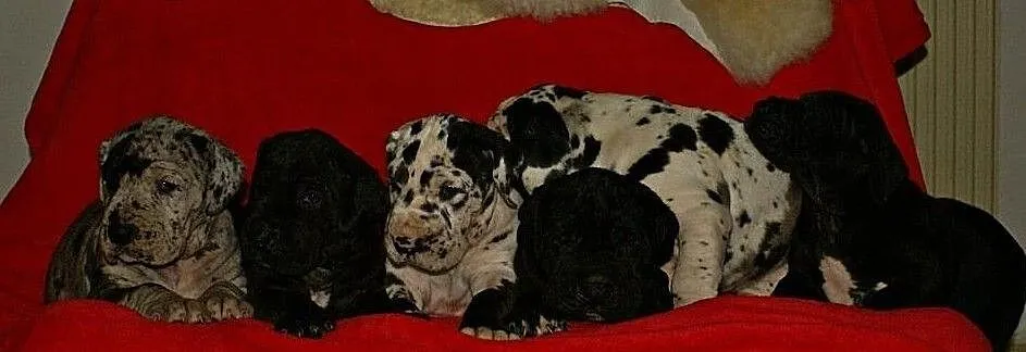 Niemiecki dog- plamiaste i czarne szczenięta, , Pocinovice