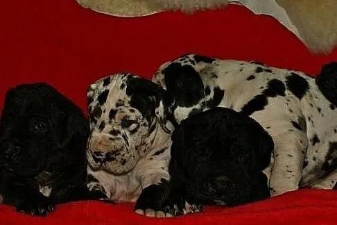 Niemiecki dog- plamiaste i czarne szczenięta