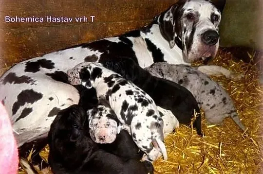 Niemiecki dog- plamiaste i czarne szczenięta, , Pocinovice