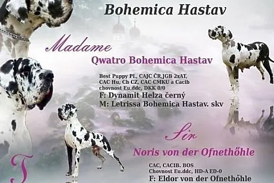 Niemiecki dog- plamiaste i czarne szczenięta, , Pocinovice