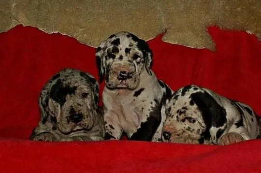 Niemiecki dog- plamiaste i czarne szczenięta, , Pocinovice