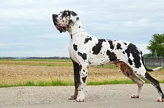 Niemiecki dog- plamiaste i czarne szczenięta, , Pocinovice