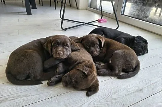 Śliczne suczki Labrador retriever. Rodzice FCi i SWKiPR