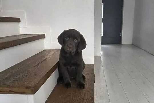 Śliczne suczki Labrador retriever. Rodzice FCi i SWKiPR, Małopolskie, Niepołomice