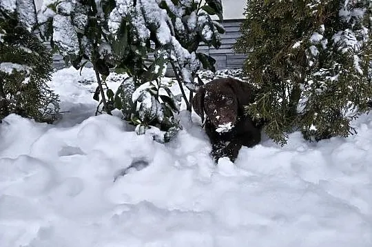 Śliczne suczki Labrador retriever. Rodzice FCi i SWKiPR, Małopolskie, Niepołomice