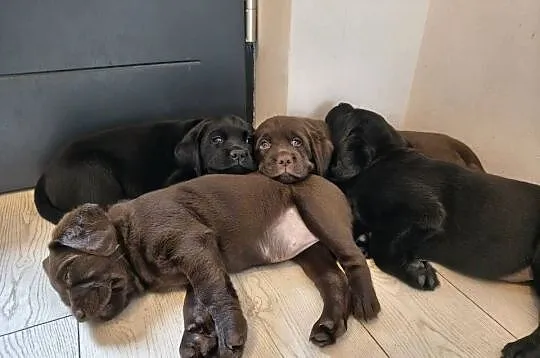 Śliczne suczki Labrador retriever. Rodzice FCi i SWKiPR, Małopolskie, Niepołomice