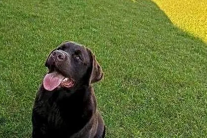 Śliczne suczki Labrador retriever. Rodzice FCi i SWKiPR, Małopolskie, Niepołomice