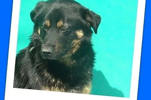 Średni 17 kg,spokojny,łagodny,pies BONIEK.Adopcja,  małopolskie Kraków