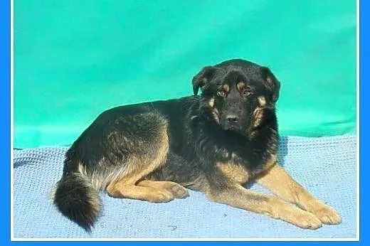 Średni 17 kg,spokojny,łagodny,pies BONIEK.Adopcja,