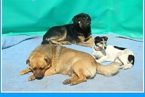 Średni 17 kg,spokojny,łagodny,pies BONIEK.Adopcja,
