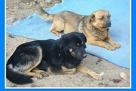 Średni 17 kg,spokojny,łagodny,pies BONIEK.Adopcja,