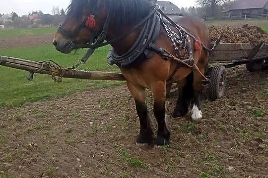 Ogierek zimnokrwisty  ur luty 2024, Świętokrzyskie, Kostomłoty Pierwsze