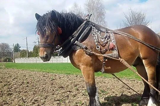 Ogierek zimnokrwisty  ur luty 2024, Świętokrzyskie, Kostomłoty Pierwsze