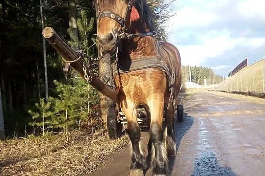 Ogierek zimnokrwisty  ur luty 2024, Świętokrzyskie, Kostomłoty Pierwsze