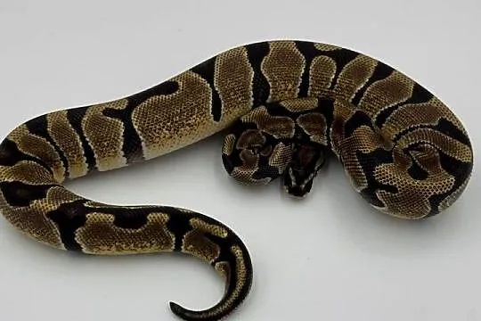 Enchi Yellow belly samica Pyton królewski/ regius wąż gad