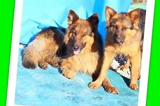 Owczarek mix,dwie suczki do wspólnego domu.ADOPCJA
