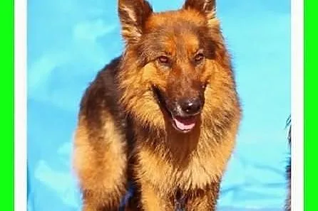 Owczarek mix,dwie suczki do wspólnego domu.ADOPCJA