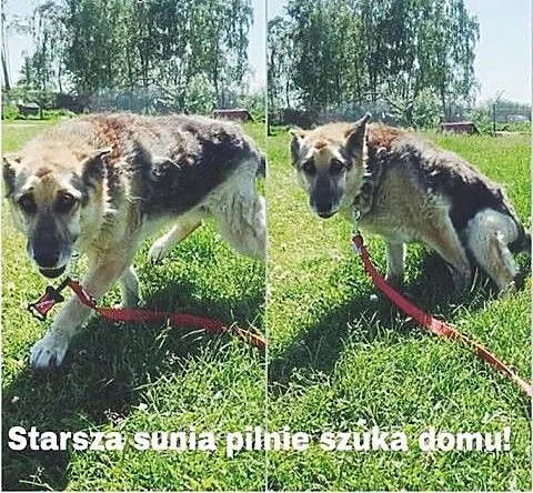 SZUKAM DOMU!, mazowieckie Warszawa