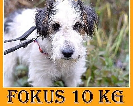10kg,foxterrier mix,łagodny,spokojny piesek FOKUS.