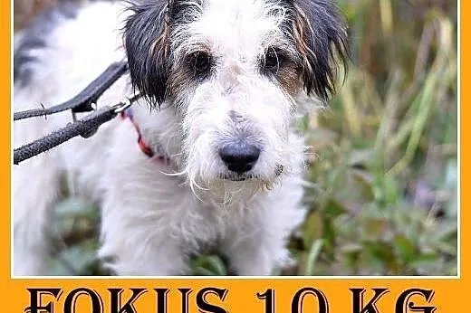 10kg,foxterrier mix,łagodny,spokojny piesek FOKUS.