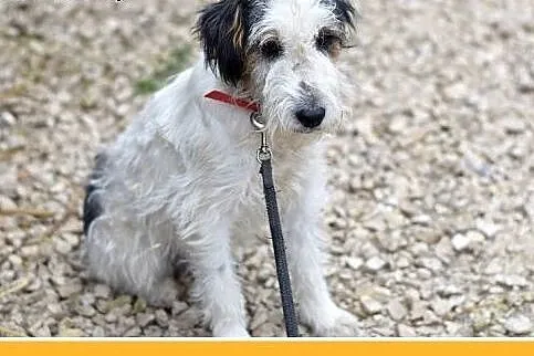 10kg,foxterrier mix,łagodny,spokojny piesek FOKUS.