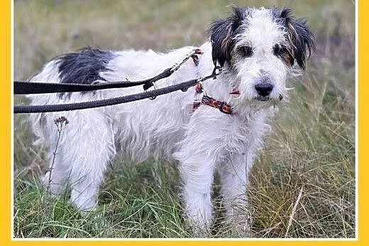 10kg,foxterrier mix,łagodny,spokojny piesek FOKUS.