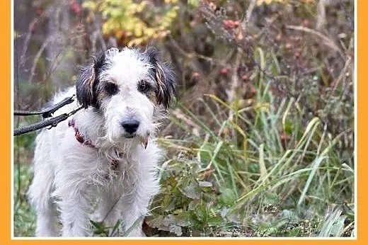 10kg,foxterrier mix,łagodny,spokojny piesek FOKUS.