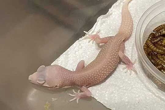 Gekon lamparci Diablo Blanco - czerwone oczy, Wielkopolskie, Poznań