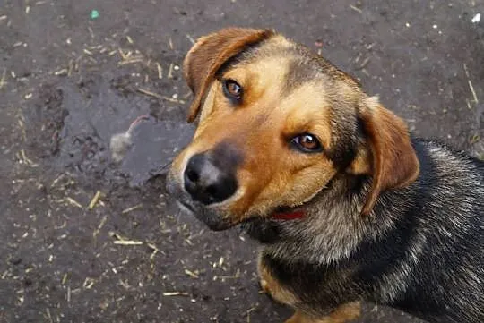 Żywiołowy Playboy, dusza towarzystwa do adopcji!