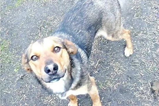 Żywiołowy Playboy, dusza towarzystwa do adopcji!