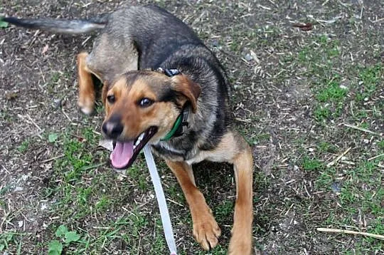 Żywiołowy Playboy, dusza towarzystwa do adopcji!