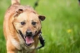 Super Mario poleca się do adopcji,  mazowieckie Ra