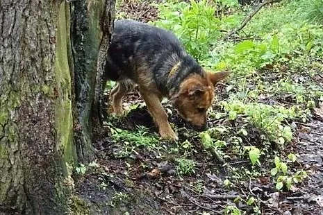 Pokochasz Muchę?,  dolnośląskie Oleśnica