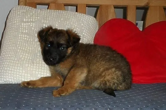 Śliczne szczeniaki czekają na nowe domy ADOPCJA ŁT