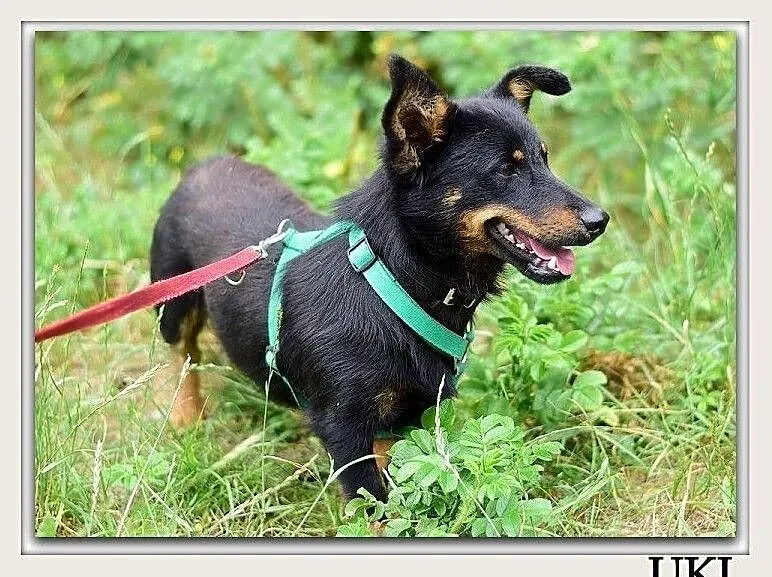 Młody,mały,wesoły,łagodny,towarzyski,szczepiony piesek UKI.Adopcja., , Wrocław