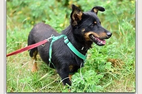 Młody,mały,wesoły,łagodny,towarzyski,szczepiony piesek UKI.Adopcja., , Wrocław