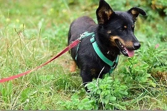 Młody,mały,wesoły,łagodny,towarzyski,szczepiony piesek UKI.Adopcja., , Wrocław
