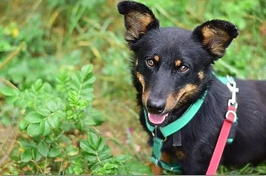 Młody,mały,wesoły,łagodny,towarzyski,szczepiony piesek UKI.Adopcja., , Wrocław
