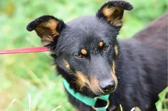 Młody,mały,wesoły,łagodny,towarzyski,szczepiony piesek UKI.Adopcja., , Wrocław