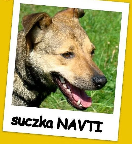 Delikatna,grzeczna,przekochana suczka NAVTI, 16 kg