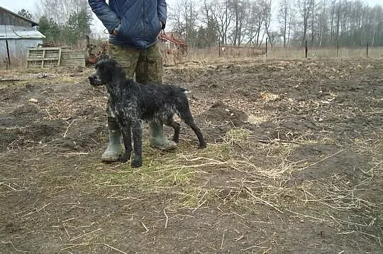 Sprzedam lub zamienie wyżła niemieckiego szorstkow