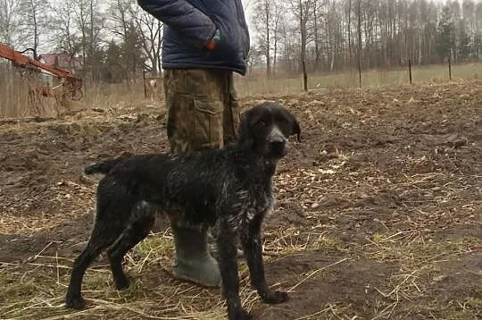 Sprzedam lub zamienie wyżła niemieckiego szorstkow