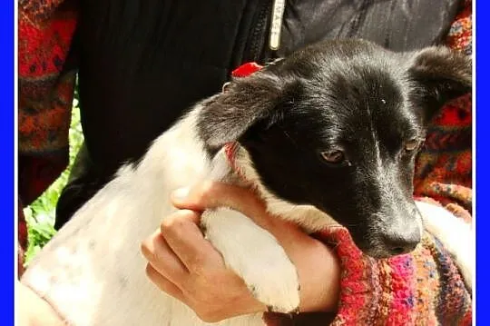 Mała, 5 kg, wrażliwa suczka RABCIA, łagodna,spokojna_Adopcja