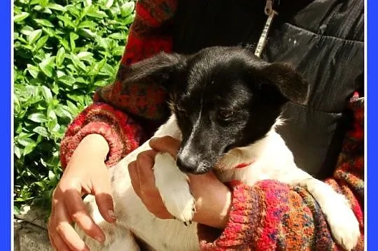 Mała, 5 kg, wrażliwa suczka RABCIA, łagodna,spokoj